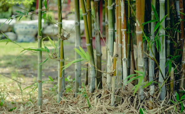 Árbol de bambú verde en un jardín para un fondo natural . —  Fotos de Stock