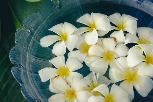 Beautiful white flower plumeria or frangipani in a glass basin. — Stock Photo, Image
