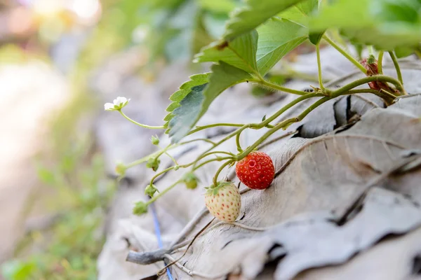 Closeup fresh strawberry on strawberry farm.Soft focus. — Stock Photo, Image