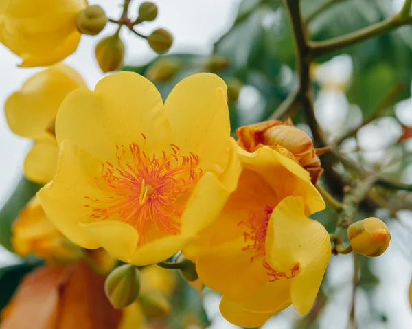 Färgglada Supannika blomma, Cochlospermum regium. Mjukt fokus. Th — Stockfoto