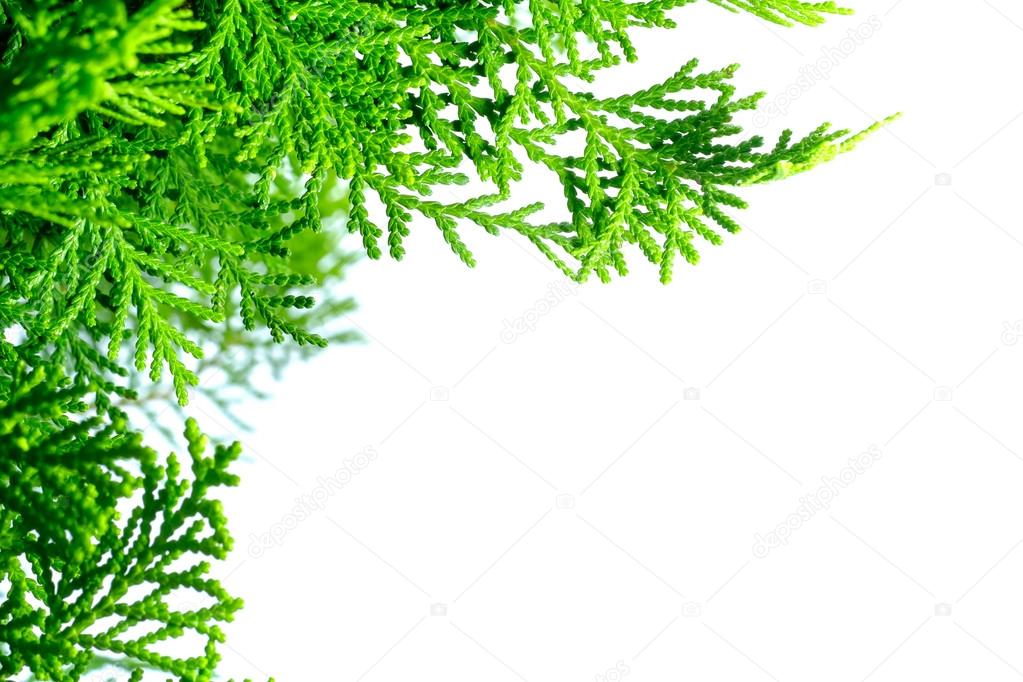 Leaves of pine tree close up