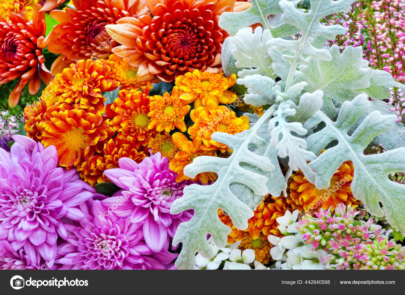 于秋花关闭 图库照片 C Photosg 于秋花关闭 图库照片 C Photosg