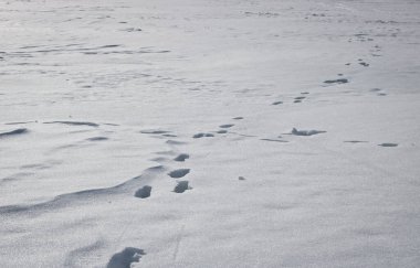 Kış Noel arkaplanı, kopyalama alanı olan beyaz kar dokusu