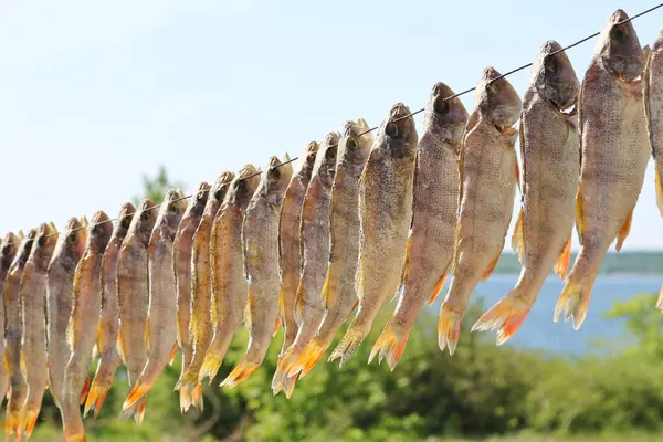 Salted freshwater fish (perches) are hung on a wire outdoors and dried. Dried salted fish. Delicacy. Beer snack.