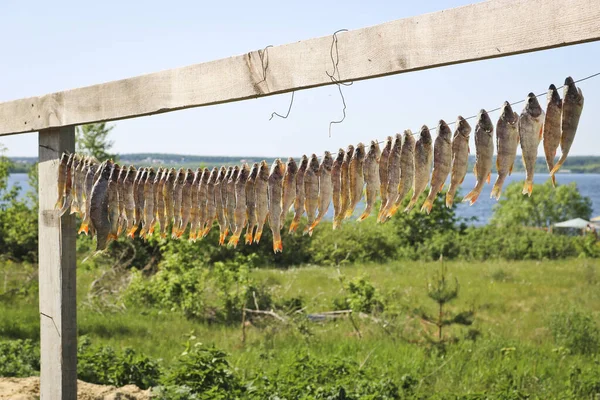 Salted freshwater fish (perches) are hung on a wire outdoors and dried. Dried salted fish. Delicacy.