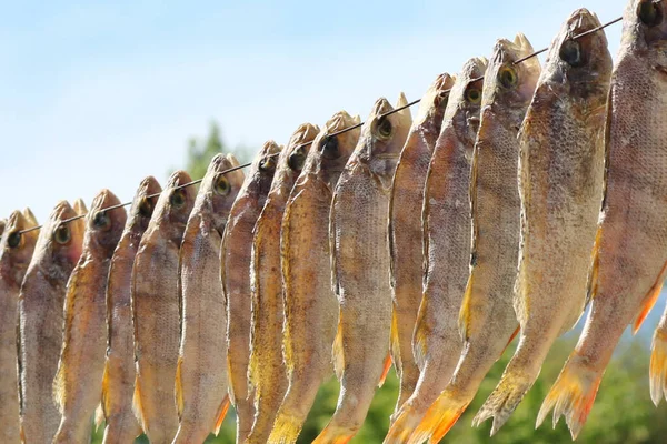 Salted freshwater fish (perches) are hung on a wire outdoors and dried. Dried salted fish. Delicacy. Close-up