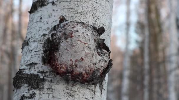 Chaga (Inonotus obliquus) är en svamp från familjen Hymenochaetaceae. Den parasiterar björk och andra träd. — Stockvideo