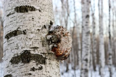 Chaga (İnonotus obliquus), Hymenochaetaceae familyasından bir mantar türü. Koronavirüs için potansiyel ilaç. Huş ağacını ve diğer ağaçları asalaklaştırır..