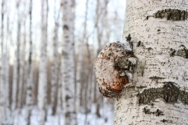 Chaga (İnonotus obliquus), Hymenochaetaceae familyasından bir mantar türü. Koronavirüs için potansiyel ilaç. Huş ağacını ve diğer ağaçları asalaklaştırır..