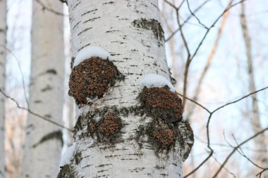 Chaga (Inonotus obliquus) is a fungus from the Hymenochaetaceae family. Potential medicine for coronavirus. It parasitizes birch and other trees. clipart