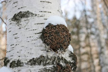 Chaga (Inonotus obliquus) is a fungus from the Hymenochaetaceae family. Potential medicine for coronavirus. It parasitizes birch and other trees. clipart