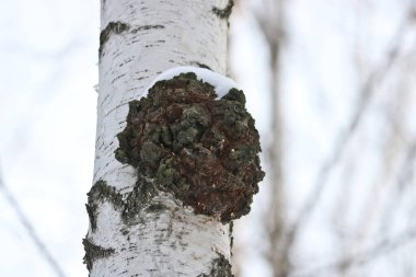 Chaga (Inonotus obliquus) is a fungus from the Hymenochaetaceae family. Potential medicine for coronavirus. It parasitizes birch and other trees. clipart