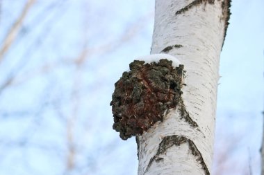 Chaga (Inonotus obliquus) is a fungus from the Hymenochaetaceae family. Potential medicine for coronavirus. It parasitizes birch and other trees. clipart