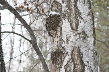 Chaga (İnonotus obliquus), Hymenochaetaceae familyasından bir mantar türü. Koronavirüs için potansiyel ilaç. Huş ağacını ve diğer ağaçları asalaklaştırır..