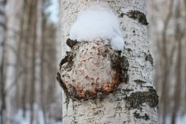 Chaga (İnonotus obliquus), Hymenochaetaceae familyasından bir mantar türü. Koronavirüs için potansiyel ilaç. Huş ağacını ve diğer ağaçları asalaklaştırır..