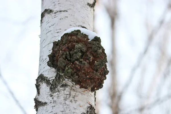 Chaga Inonotus Obliquus Грибок Семейства Hymenochaetaceae Потенциальное Лекарство Коронавируса Паразитирует — стоковое фото