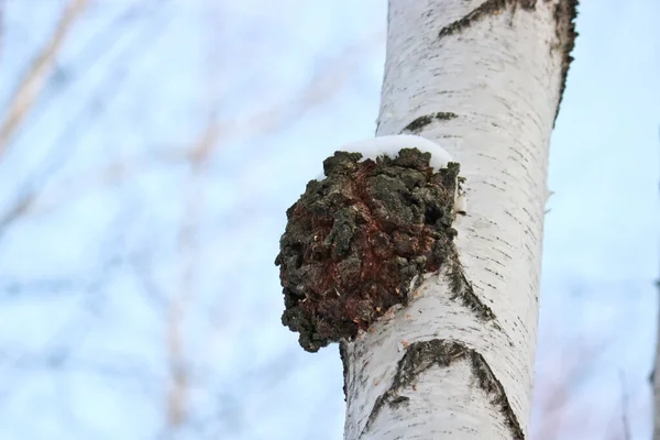 Chaga (İnonotus obliquus), Hymenochaetaceae familyasından bir mantar türü. Koronavirüs için potansiyel ilaç. Huş ağacını ve diğer ağaçları asalaklaştırır..