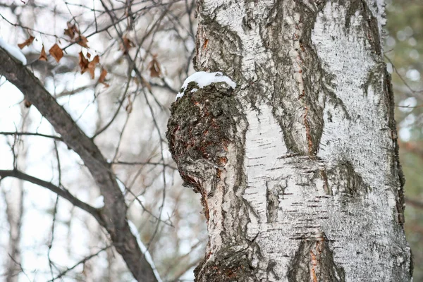 Chaga Inonotus Obliquus Fungus Hymenochaetaceae Family Potential Medicine Coronavirus Parasitizes — Stock Photo, Image