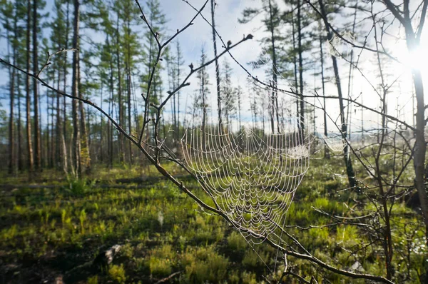 Paisagem Verão Taiga Siberiana Cobweb Gotas Orvalho Amanhecer Uma Floresta — Fotografia de Stock