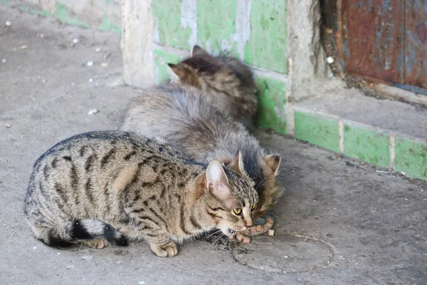 Street Cats Kittens Eat Food Brought Compassionate People Taking Care — Stock Photo, Image