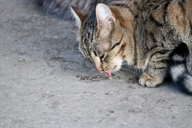 Sokak kedileri ve kediler şefkatli insanların getirdiği yiyecekleri yerler. Evsiz hayvanlara bakmak.