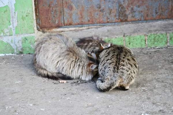 Dois Gatos Sentam No Complexo De Jogos Domésticos Foto de Stock - Imagem de  exercitador, gato: 198776526