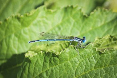 Parlak mavi bir yusufçuk (Enallagma cyathigerum) yeşil bir yaprağın üzerinde oturur. Yaz manzarası.