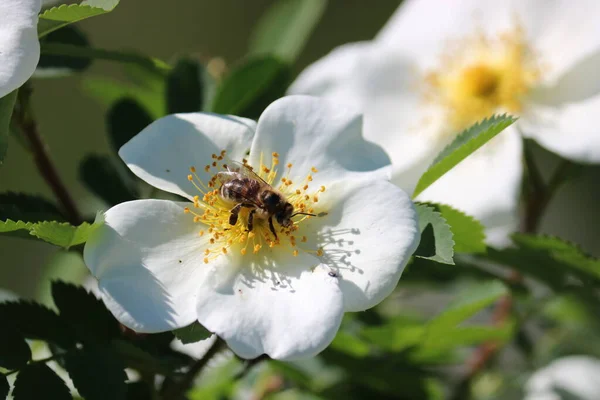 Ape Raccoglie Dolce Polline Dal Fiore Rosa Canina Bianca Macro — Foto Stock