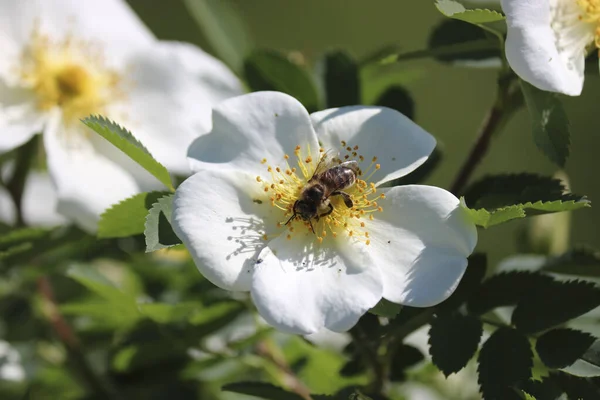 장미꽃에서 꽃가루를 모은다 매크로 곤충들의 선택적 — 스톡 사진