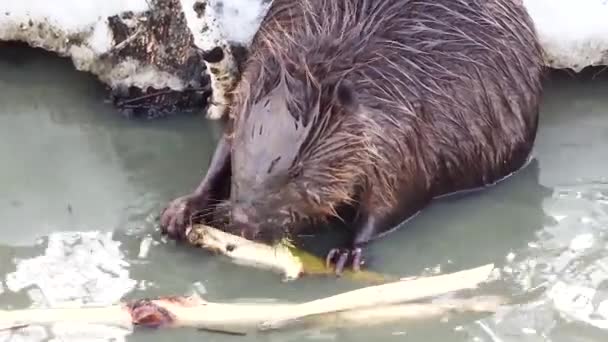 European beaver gnaws young willow shoots in a muddy river in early spring. Videos of wild animals in nature. Close-up. — Stock Video
