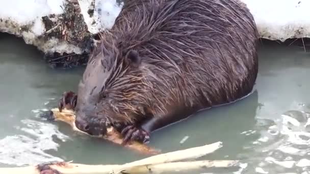 Filmación: el castor europeo roe los brotes de sauce jóvenes en un río fangoso a principios de la primavera. Vídeos de animales salvajes en la naturaleza. Primer plano. — Vídeos de Stock