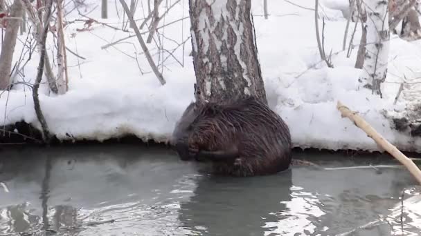 Le castor européen est assis dans une rivière boueuse et se lave. Vidéos d'animaux sauvages dans la nature. — Video