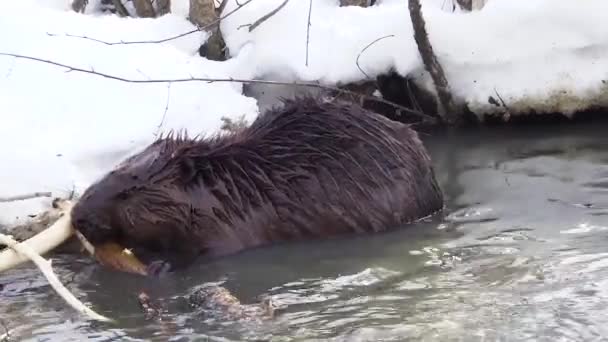 Images - Le castor européen rongeait les jeunes pousses de saule dans une rivière boueuse au début du printemps. Vidéos d'animaux sauvages dans la nature. — Video