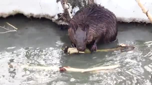 Footage - Der europäische Biber nagt im zeitigen Frühjahr an jungen Weidentriebe in einem schlammigen Fluss. Videos von wilden Tieren in der Natur. — Stockvideo