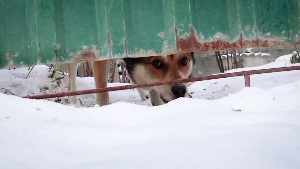 O cão de guarda olha debaixo da vedação para a rua e ladra. Guarda de segurança confiável. Retrato de um animal. — Vídeo de Stock