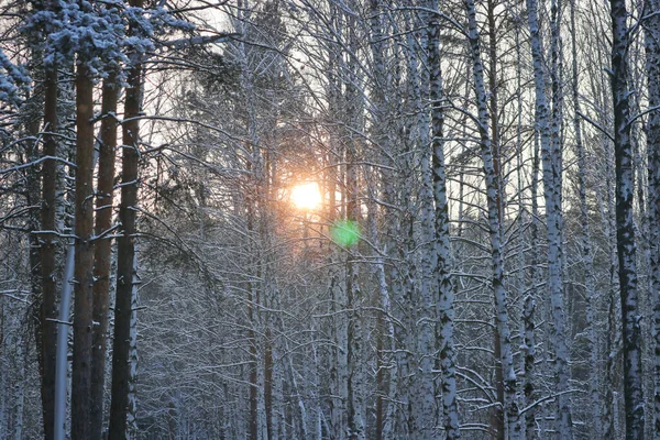Árboles Cubiertos Nieve Parque Invierno Sol Visible Través Las Ramas — Foto de Stock