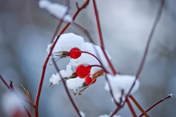 Vacker Vinter Bakgrund Ljusa Röda Rosenhöfter Täckt Med Små Snödrivor — Stockfoto