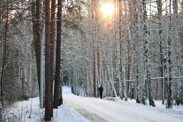 Árboles Cubiertos Nieve Parque Invierno Sol Visible Través Las Ramas — Foto de Stock