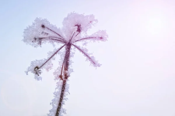 Last year's dried inflorescences of grass in hoarfrost and snowflakes. Winter landscape, Christmas and New Year background.