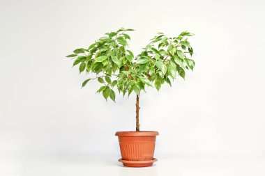 Ficus benjamin, arka planda bir tencereye yerleştirilmiş. Kapalı alanda bitki yetiştirme ve bitki tasarımı için..