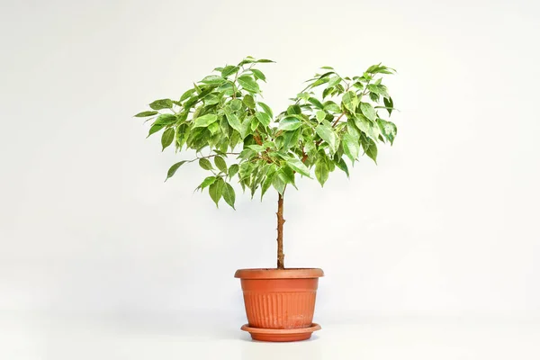 Ficus Benjamin Pianta Una Pentola Uno Sfondo Leggero Piante Appartamento — Foto Stock