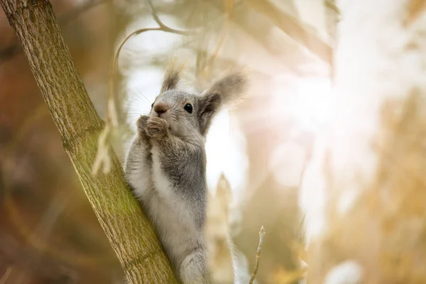 Junges Eichhörnchen Sitzt Auf Einem Kiefernzweig Wald Tierporträt Aus Nächster — Stockfoto