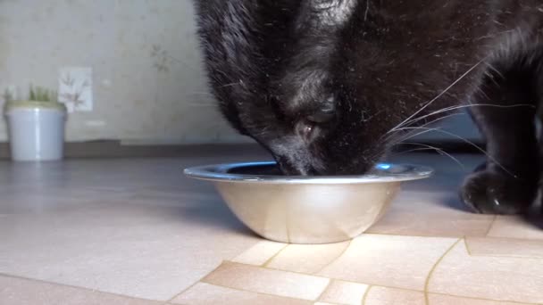 Un chat noir qui claque du lait dans un bol en acier inoxydable. Alimentation animale. — Video