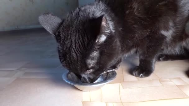 Musta kissa juomassa maitoa ruostumattomasta teräksestä. Eläinten ravitsemus. — kuvapankkivideo