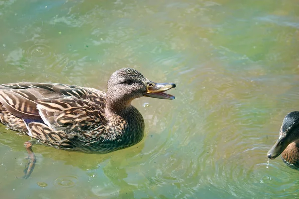 Patinhos Reais Com Sua Mãe Pato Nadam Água Lago Mãe — Fotografia de Stock
