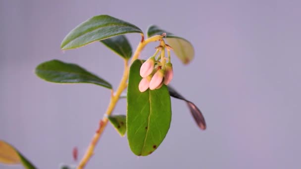 Ένα κλαδί από lingonberry με μπουμπούκια λουλουδιών ταλαντεύεται στον άνεμο. Ομοιογενές υπόβαθρο με χώρο αντιγραφής. Εαρινό θέμα. — Αρχείο Βίντεο