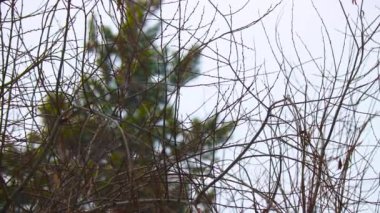 Çam ve ağaçların arka planında kar yağışı. Kış manzarası, Ocak.