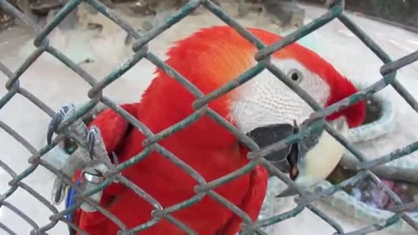Kırmızı papağanı (Ara macao) bir ağ üzerinden fındıkla beslemek. Turist eğlencesi. Pattaya, Tayland. — Stok video