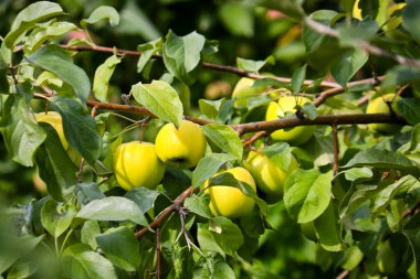 Elma ağacının dalında olgunlaşmış sarı elmalar.