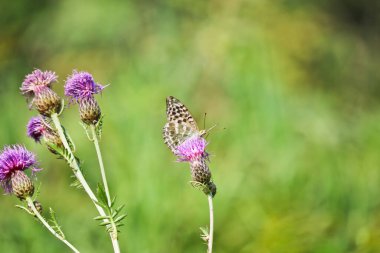 Gümüş renginde bir fritiller kelebeği (Argynnis paphia) daha büyük bir knapweed çiçeğinin (Centaurea scabiosa) üzerinde oturur ve hortumuyla nektar içer. Seçici odak.